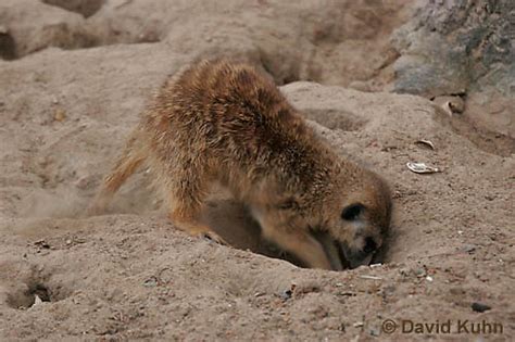 Meerkat Excavators: A Busy Clan Digging into the Earth